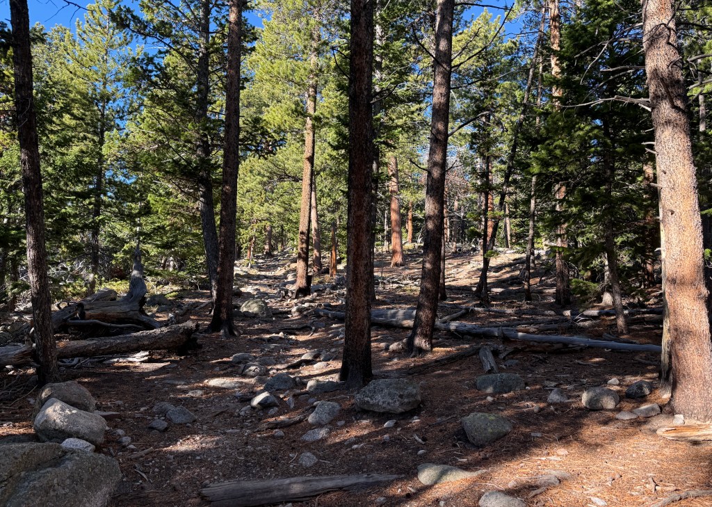A forested hiking trail in Rocky Mountain National Park with scattered rocks and fallen logs under tall trees.