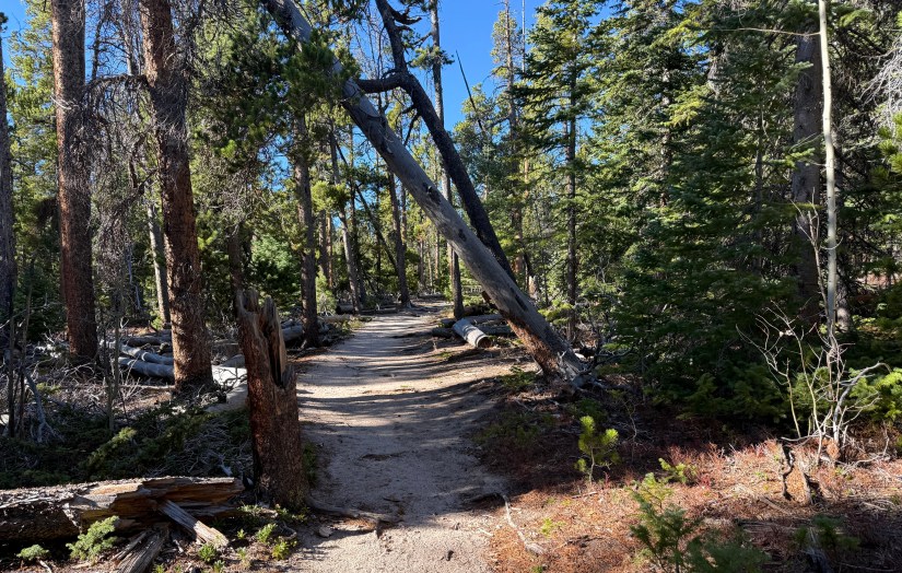 A narrow dirt path surrounded by tall trees in a forested area, with blue skies visible above.