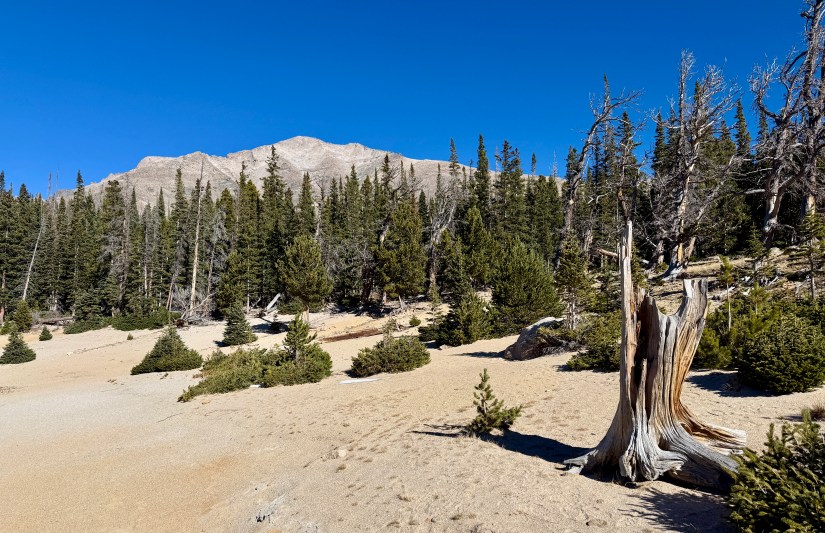 A clear blue sky over a mix of evergreen trees and sandy terrain, with a rugged mountain peak in the background.