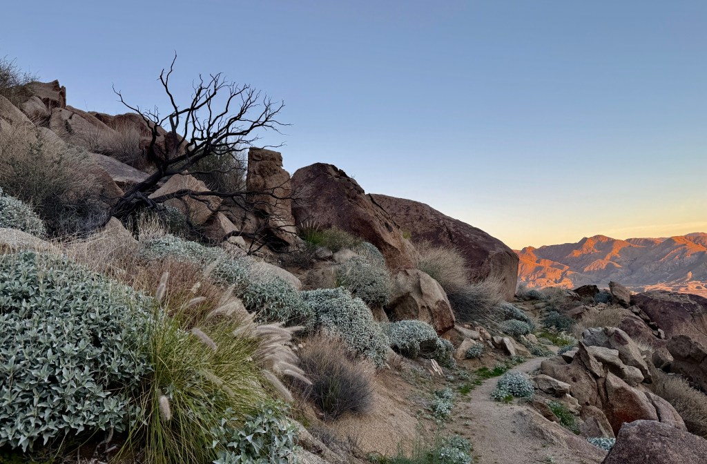 Rocky trail landscape with desert vegetation and a bare tree at dawn, leading towards a distant mountain range.