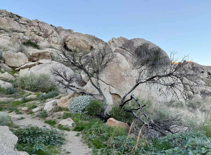 A rocky landscape featuring large boulders and sparse desert foliage, including a dry tree and some green shrubs, under a clear blue sky.