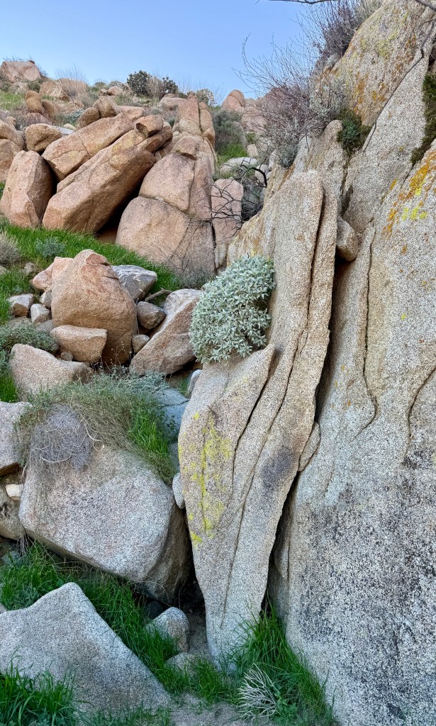 Rock formations and vegetation in a desert landscape with scattered boulders and green grass.