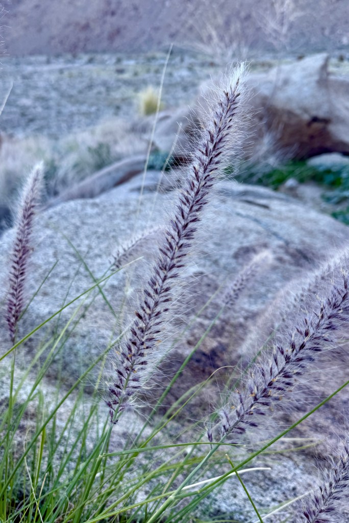 Close-up of tall, feathery grasses growing near a rock in a desert landscape.