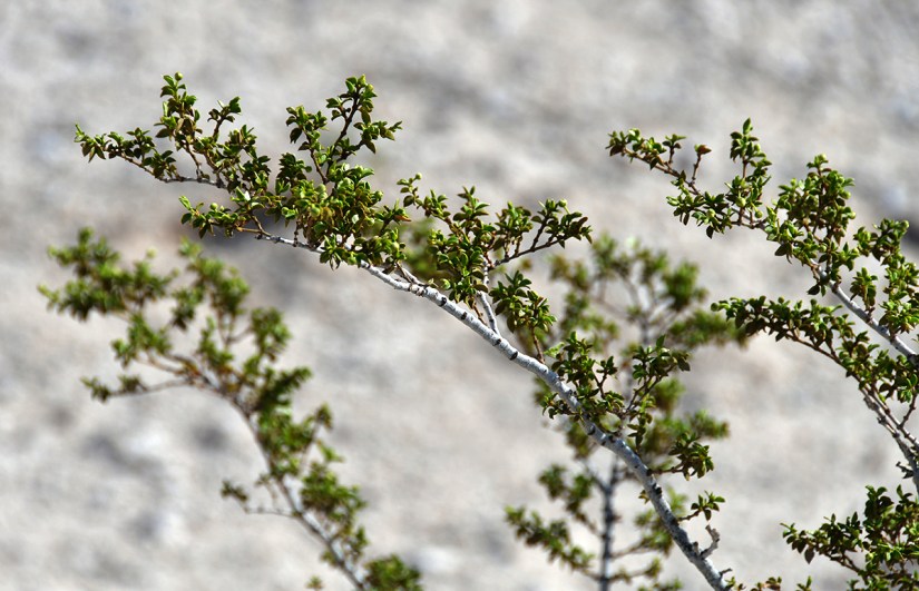 Close-up of green branches with small leaves against a blurred gray background.