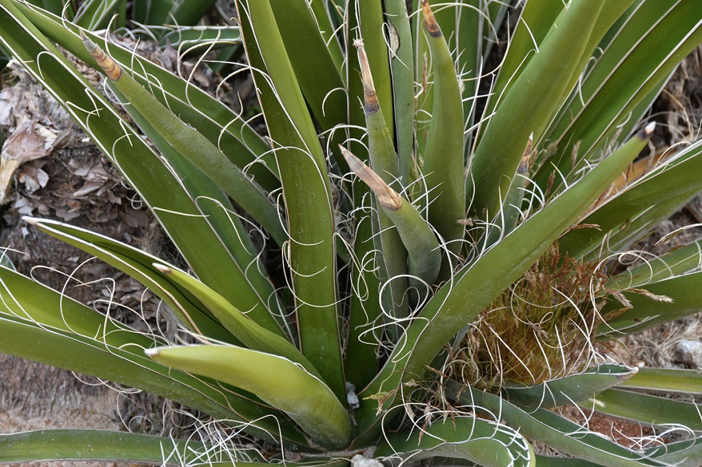 Close-up of green, spiky plant leaves with thin, curly white fibers sprouting from them, set against a sandy background.
