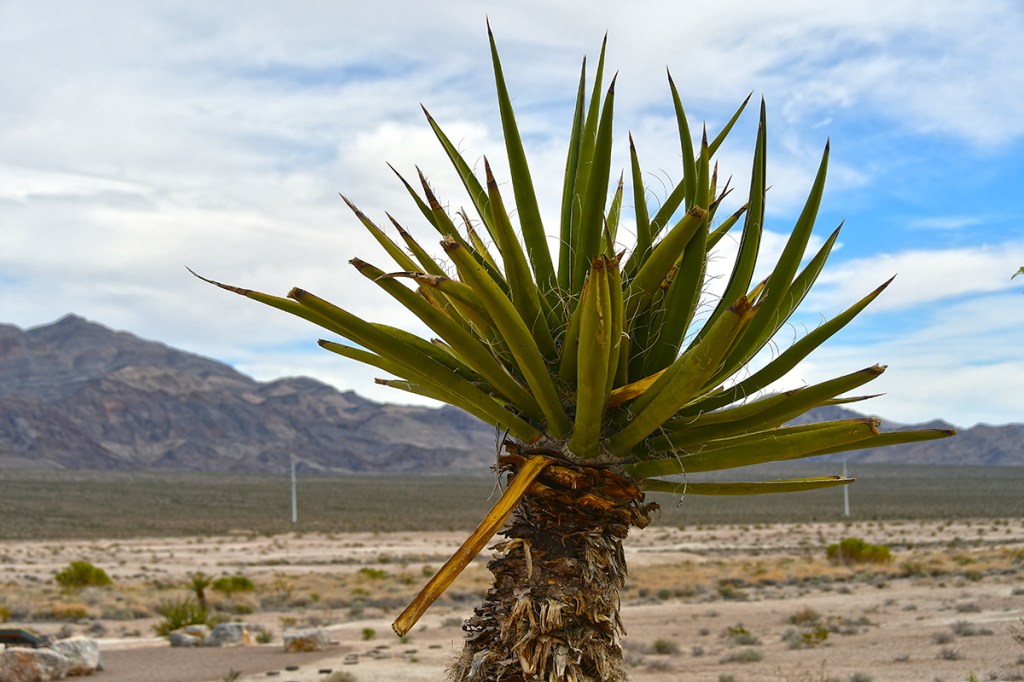 Close-up of a spiky green plant against a desert landscape with mountains in the background under a cloudy sky.