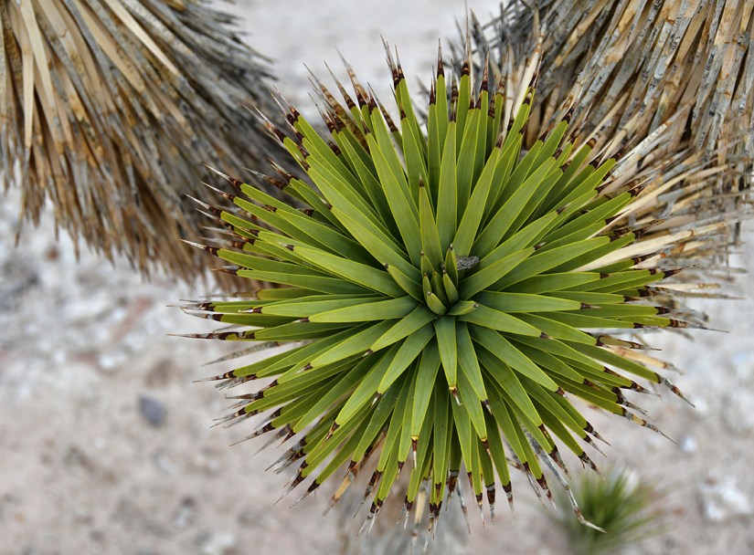 Close-up of a green succulent plant with spiky leaves, set against a sandy background.