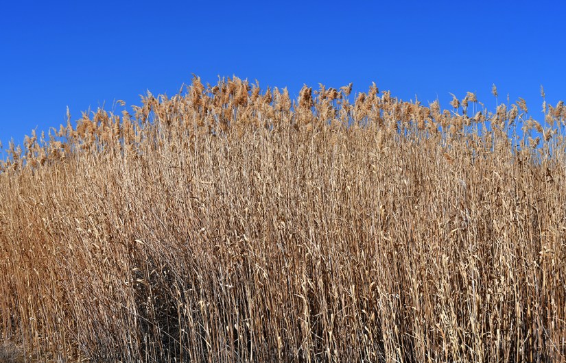 Tall dry grasses against a clear blue sky.