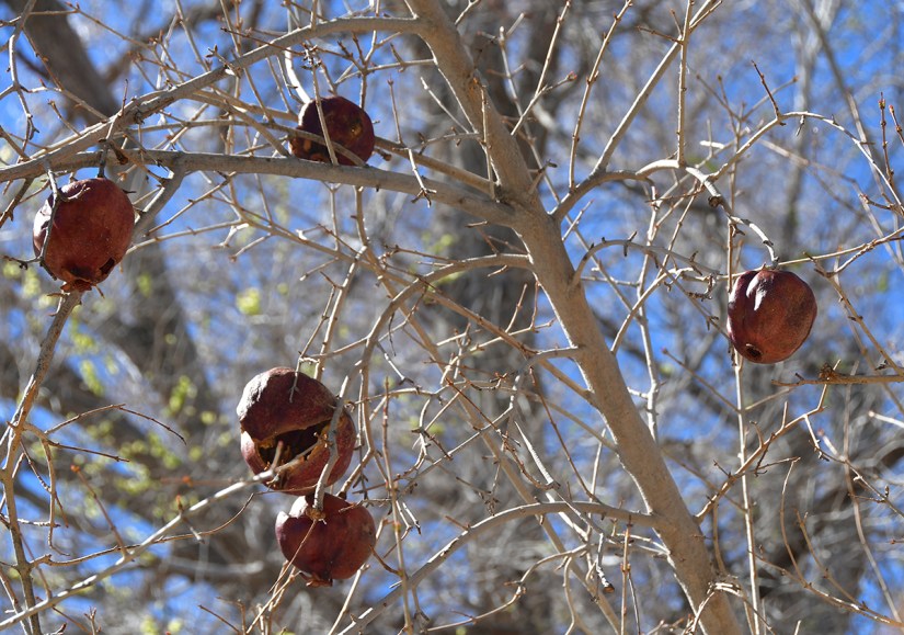 Dried pomegranate fruits hanging from a bare tree branch against a blue sky.