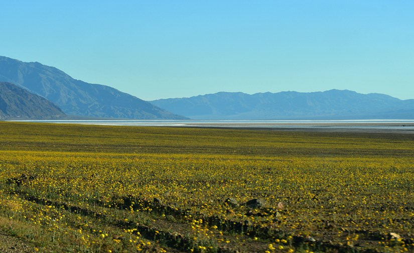 A scenic view of a vast plain covered with yellow wildflowers, set against a backdrop of mountains and a clear blue sky.