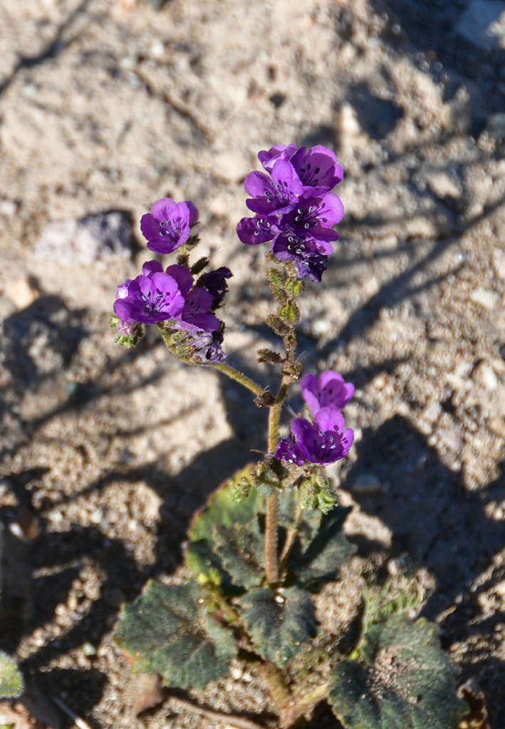 Close-up of a flowering plant featuring vibrant purple flowers against a sandy background.