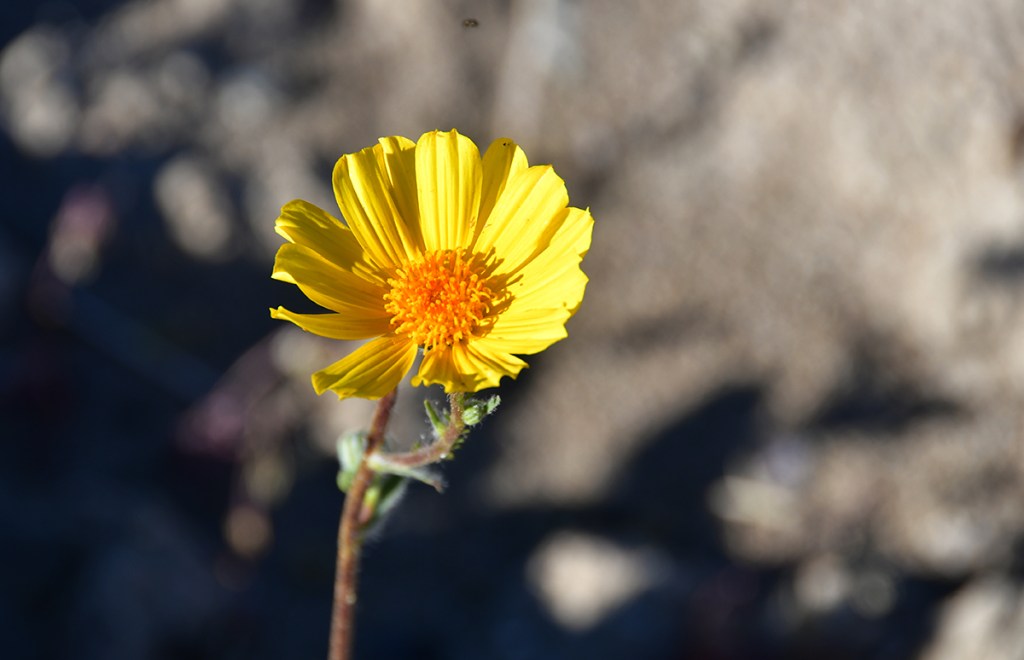 A close-up of a bright yellow flower with a central orange structure, set against a blurred natural background.