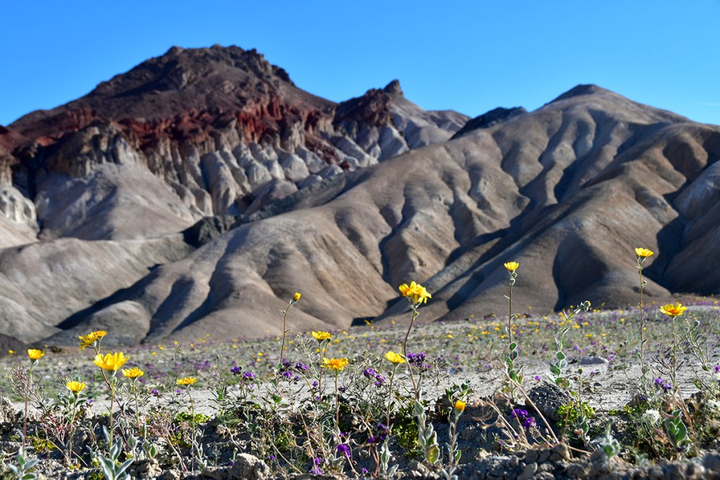 A close-up view of wildflowers, including yellow and purple blooms, in the foreground with a backdrop of colorful, rugged mountains under a clear blue sky.