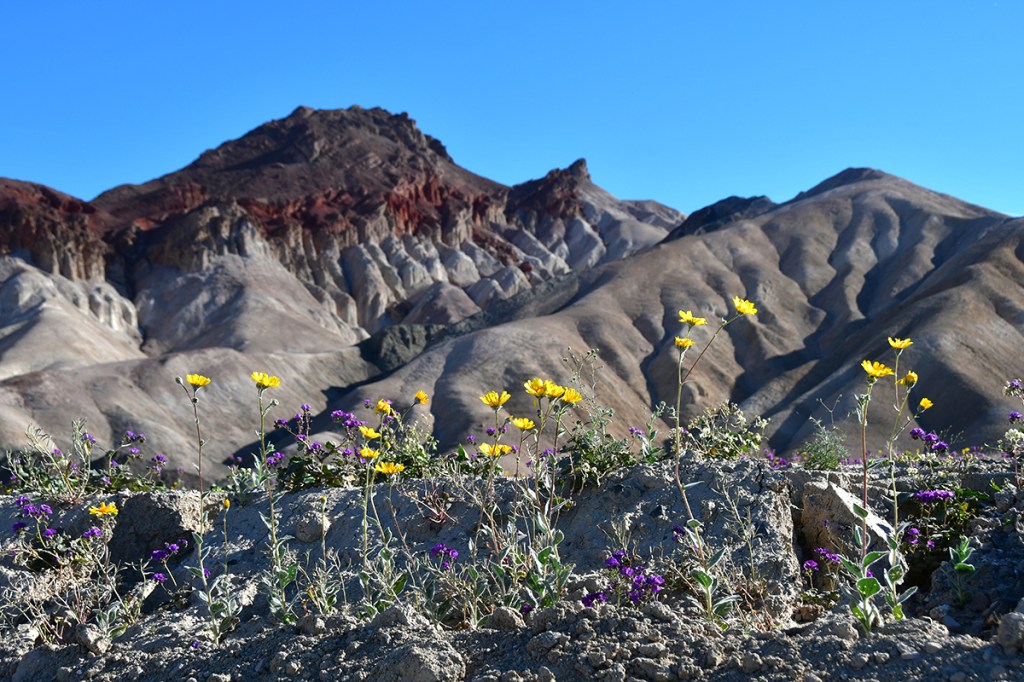 Colorful wildflowers in the foreground with rugged, multicolored mountain terrain in the background under a clear blue sky.