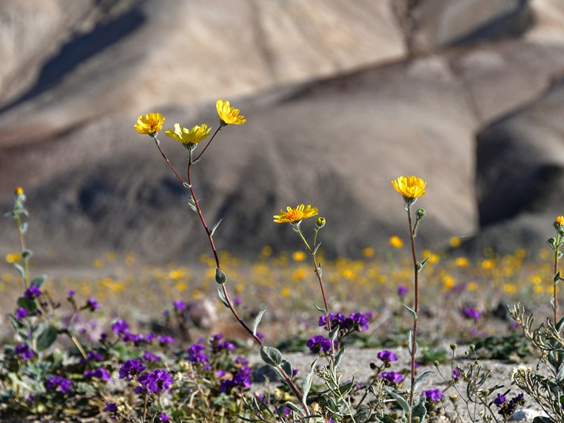 Salt, Sand, and Sierra Mornings: Day 2 – Surviving Death&nbsp;Valley