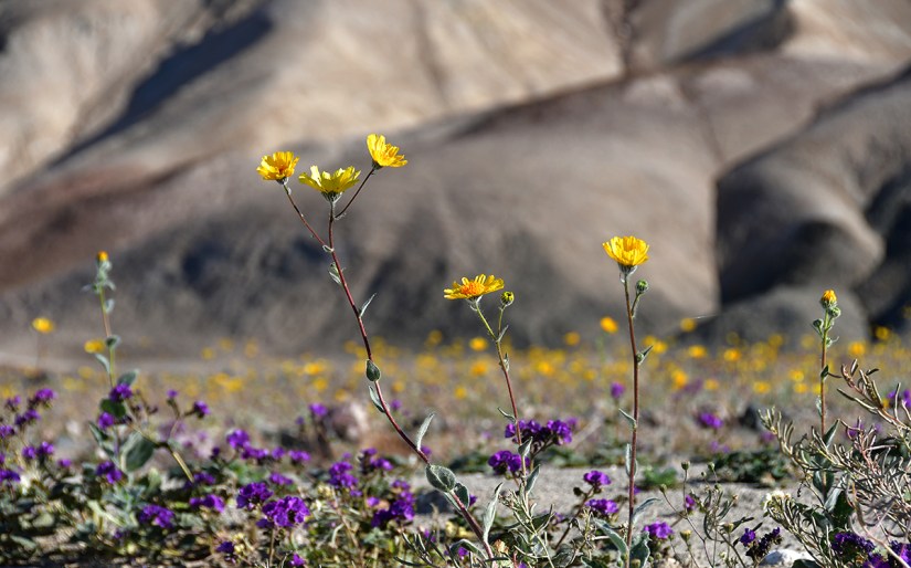 Close-up of vibrant yellow flowers among purple flowers in a desert landscape, with rugged mountains in the background.