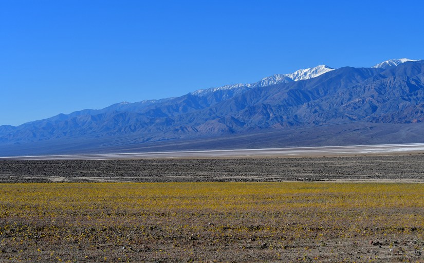 A vast desert landscape with scattered yellow wildflowers in the foreground, leading to mountain ranges in the background, topped with snow under a clear blue sky.