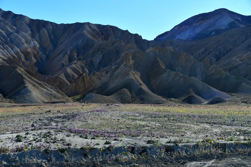 Scenic view of colorful wildflowers blooming in a barren landscape with rugged, multi-colored mountains in the background under a clear blue sky.