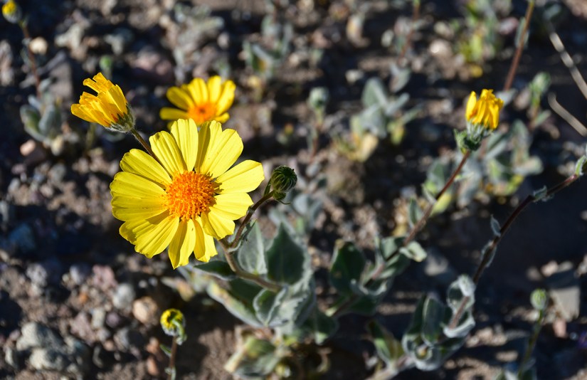 Close-up of yellow flowers with green foliage in a rocky ground setting.