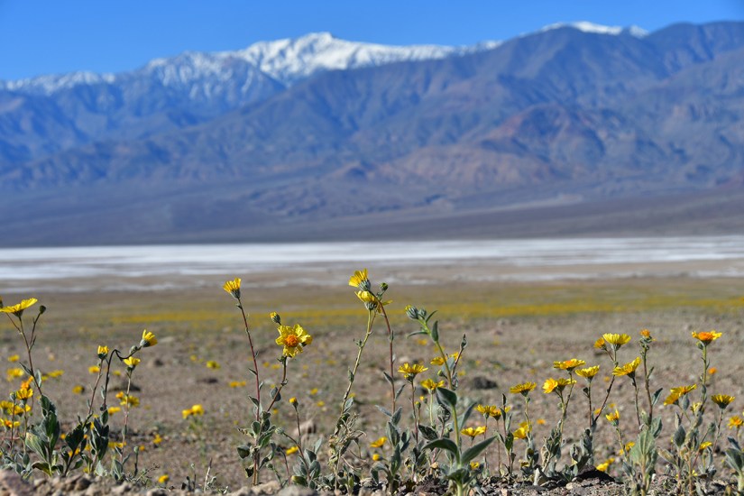 A field of yellow wildflowers in the foreground with snow-capped mountains in the background, under a clear blue sky.