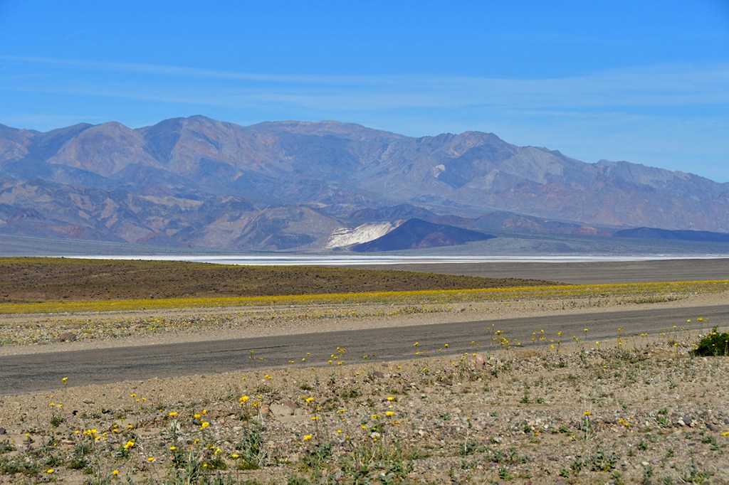 Scenic view of mountains with a clear blue sky and a desert landscape in the foreground, featuring sparse yellow wildflowers and a dry road.