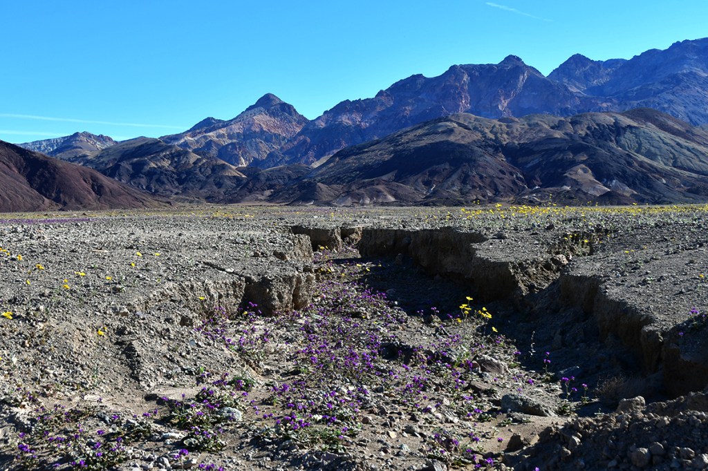 A desert landscape featuring colorful wildflowers in the foreground, with rugged mountains in the background against a clear blue sky.