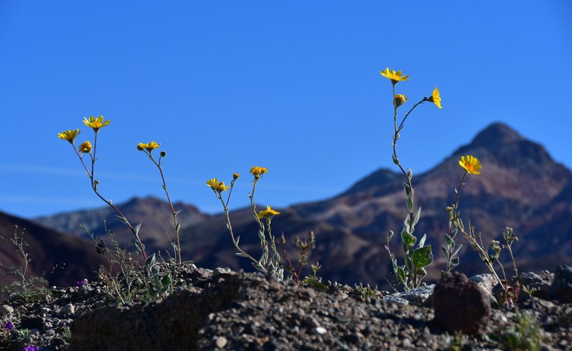 Close-up of yellow wildflowers growing among rocky terrain with a mountainous background and clear blue sky.