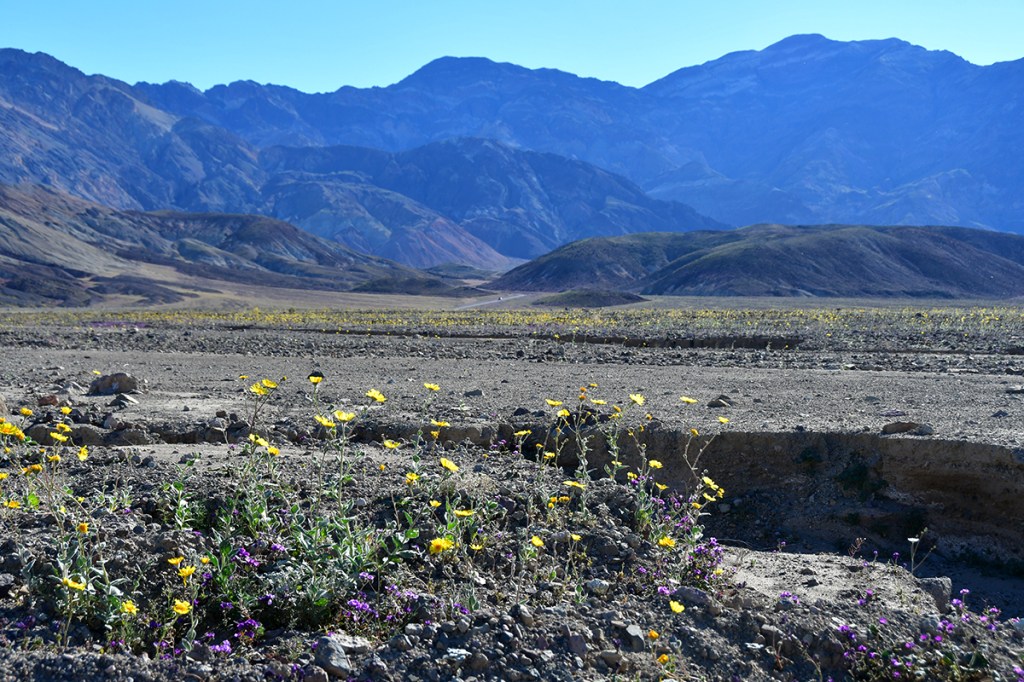 A desert landscape featuring colorful wildflowers in the foreground and mountainous terrain in the background, under a clear blue sky.