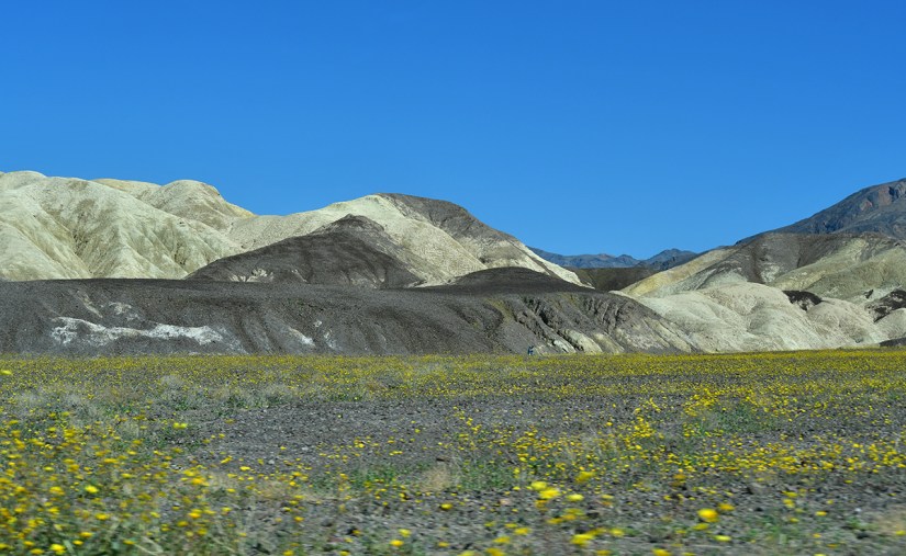 A vibrant landscape featuring rolling hills with various shades of brown and cream, dotted with a field of yellow wildflowers under a clear blue sky.