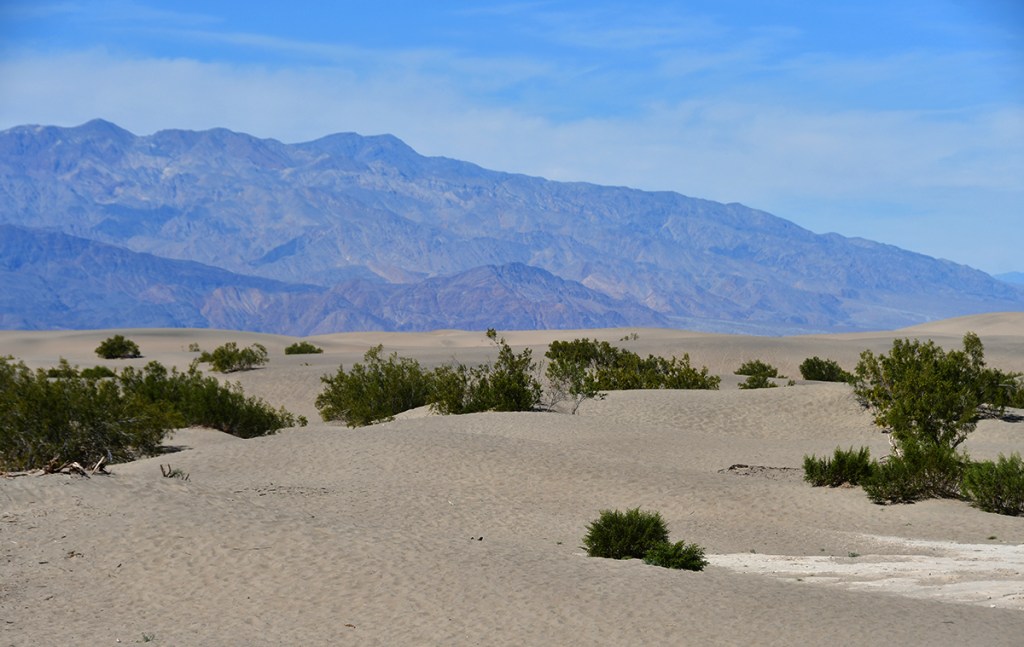 A desert landscape featuring sand dunes and sparse vegetation, with mountains in the background under a clear blue sky.