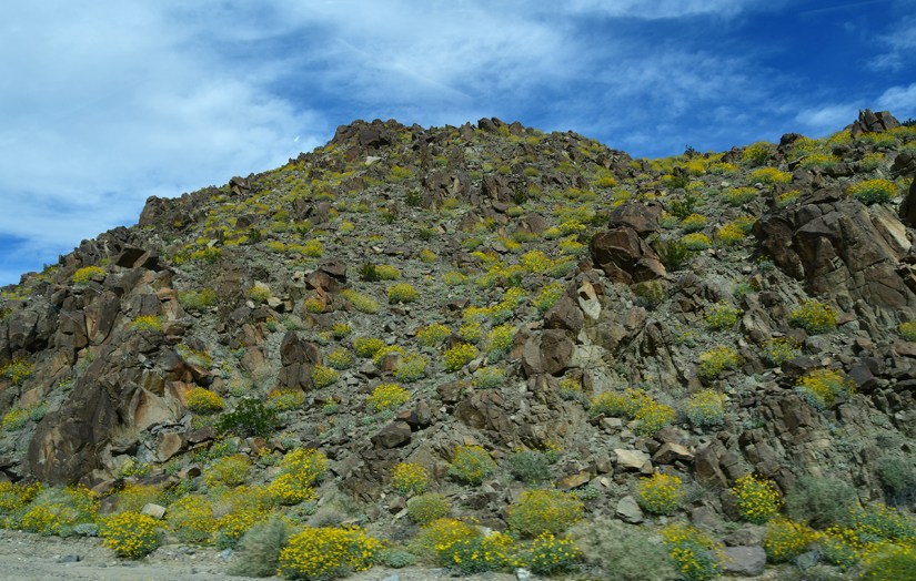 A rocky hillside covered with yellow wildflowers under a blue sky with some clouds.