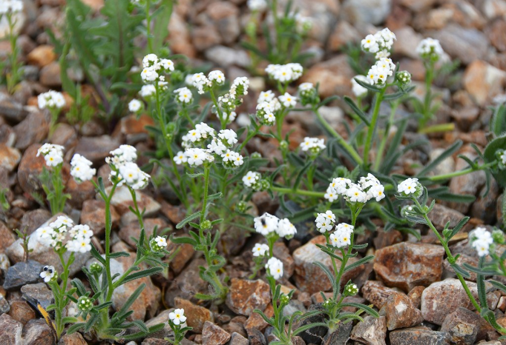Cluster of small white flowers growing among rocky soil