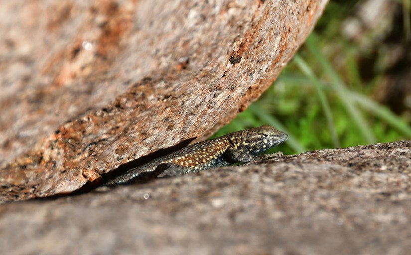 A lizard partially hidden between two rocks, blending into its natural environment.