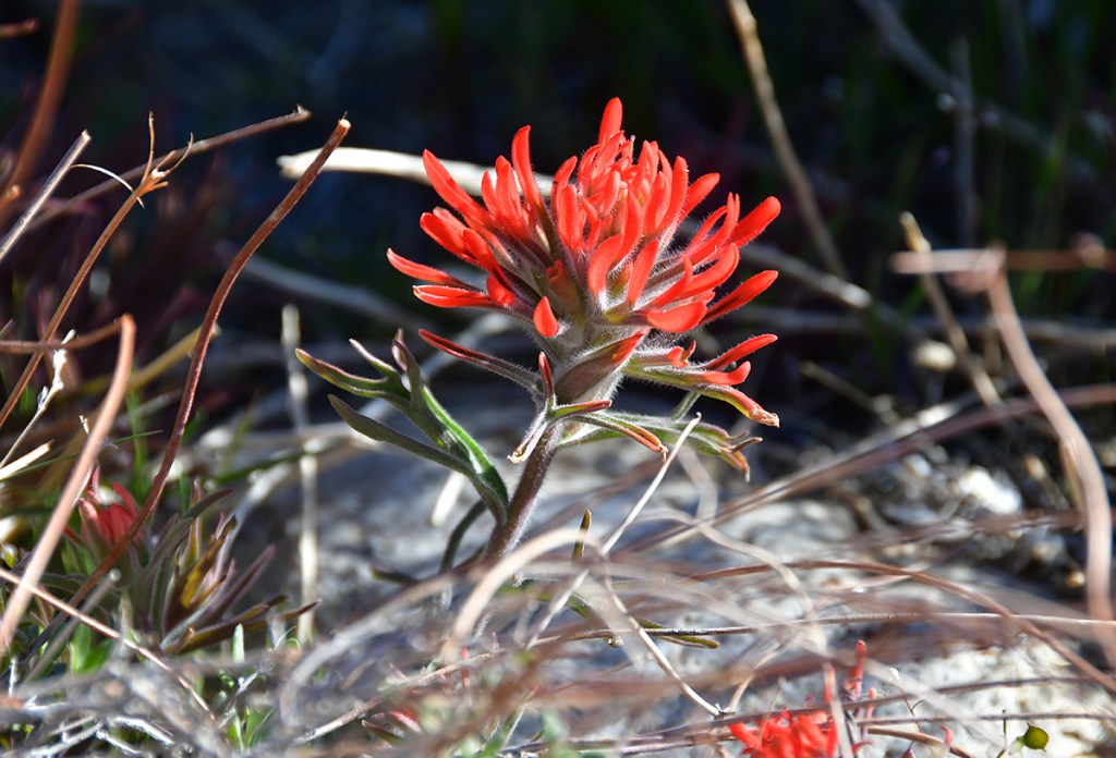 A vibrant red flower with elongated petals, surrounded by dry grass and green foliage.