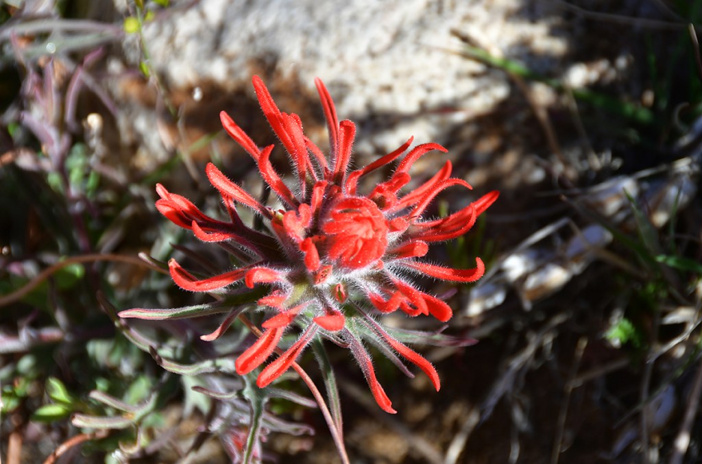 Close-up of a vibrant red wildflower with spiky petals, surrounded by green foliage and rocky terrain.