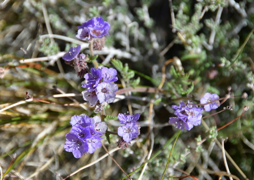 A cluster of delicate purple flowers growing amidst green foliage and dry grass.