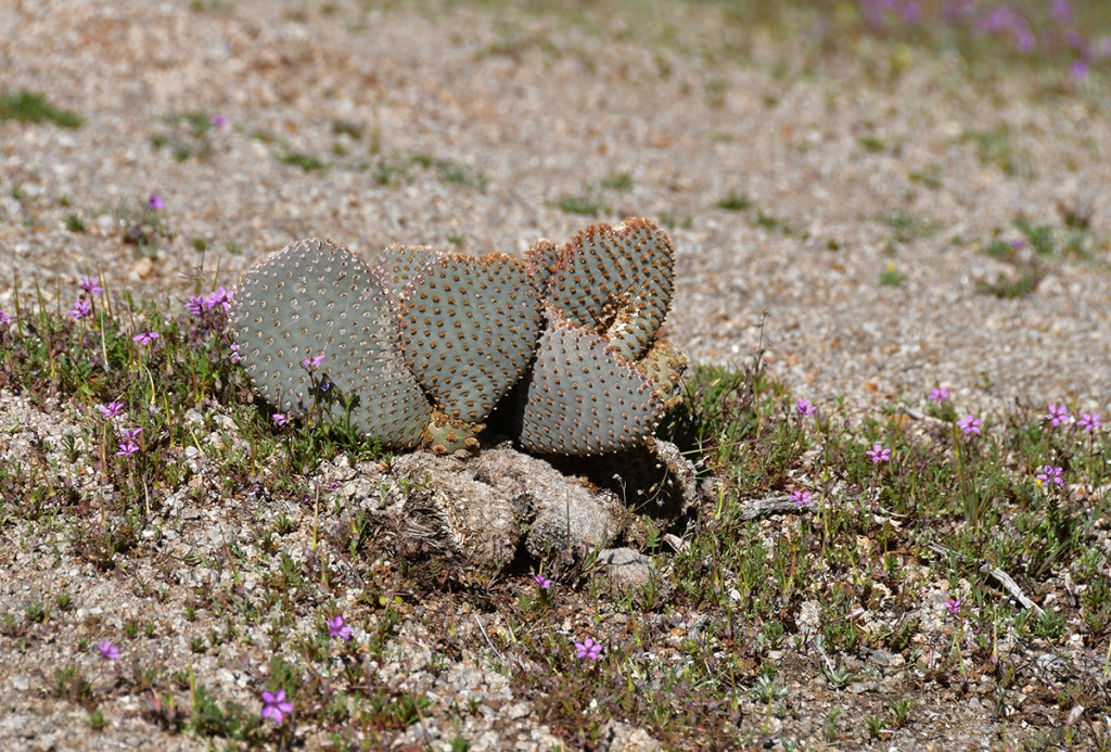 A cluster of prickly pear cactus surrounded by small purple flowers on a sandy ground.