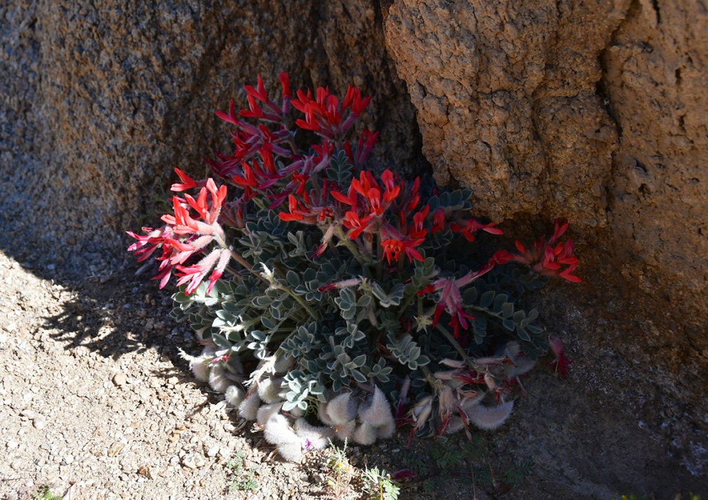 A cluster of vibrant red flowers growing near a rocky surface, with green leaves and a textured background.