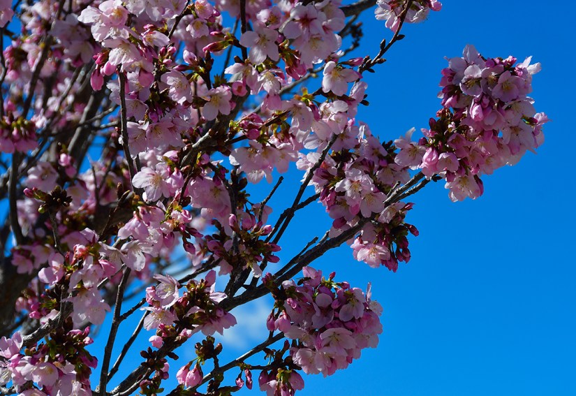 Close-up of cherry blossom branches with pink flowers against a clear blue sky.