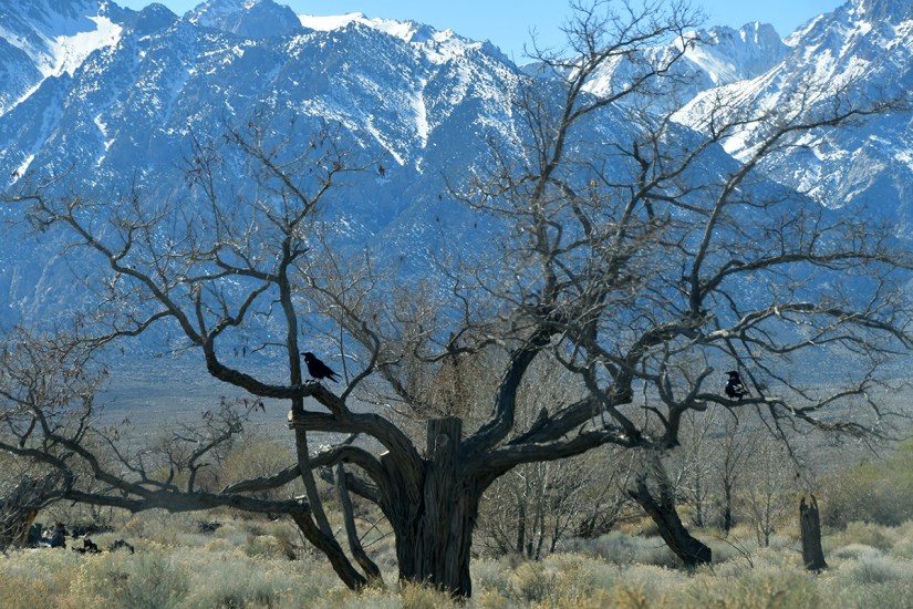 A bare tree with some scattered branches and two dark birds perched, set against a backdrop of snow-capped mountains and clear blue sky.