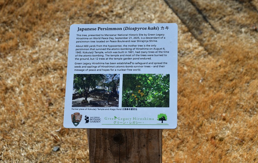 Information sign about the Japanese persimmon (Diospyros kaki) planted by Green Legacy Hiroshima, detailing its historical significance and connection to the atomic bombing of Hiroshima.