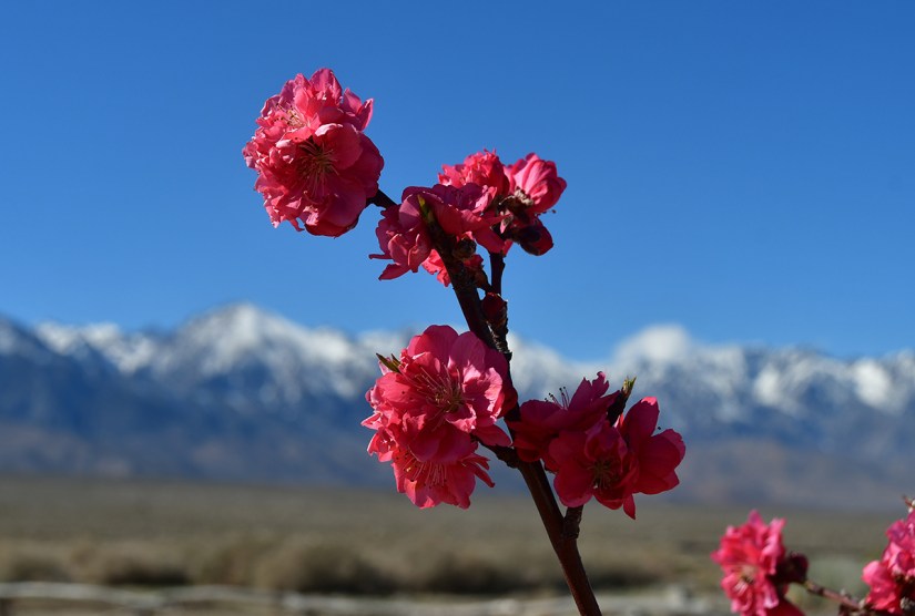 A close-up of pink flowers against a backdrop of snow-capped mountains and a clear blue sky.