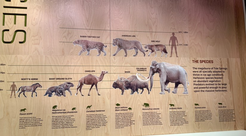 Infographic depicting the species of megafauna from Tule Springs, including the saber-toothed cat, American lion, dire wolf, Scott's horse, giant ground sloth, camels, bison, and Columbian mammoth, with size comparisons illustrated.