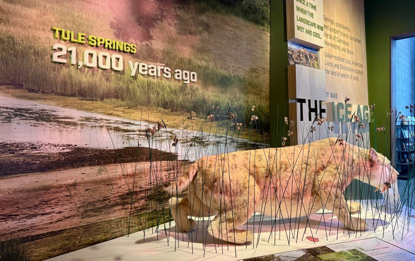 A life-sized model of a prehistoric saber-toothed cat displayed in front of a backdrop showcasing a landscape from Tule Springs 21,000 years ago, with informational text highlighting the Ice Age.
