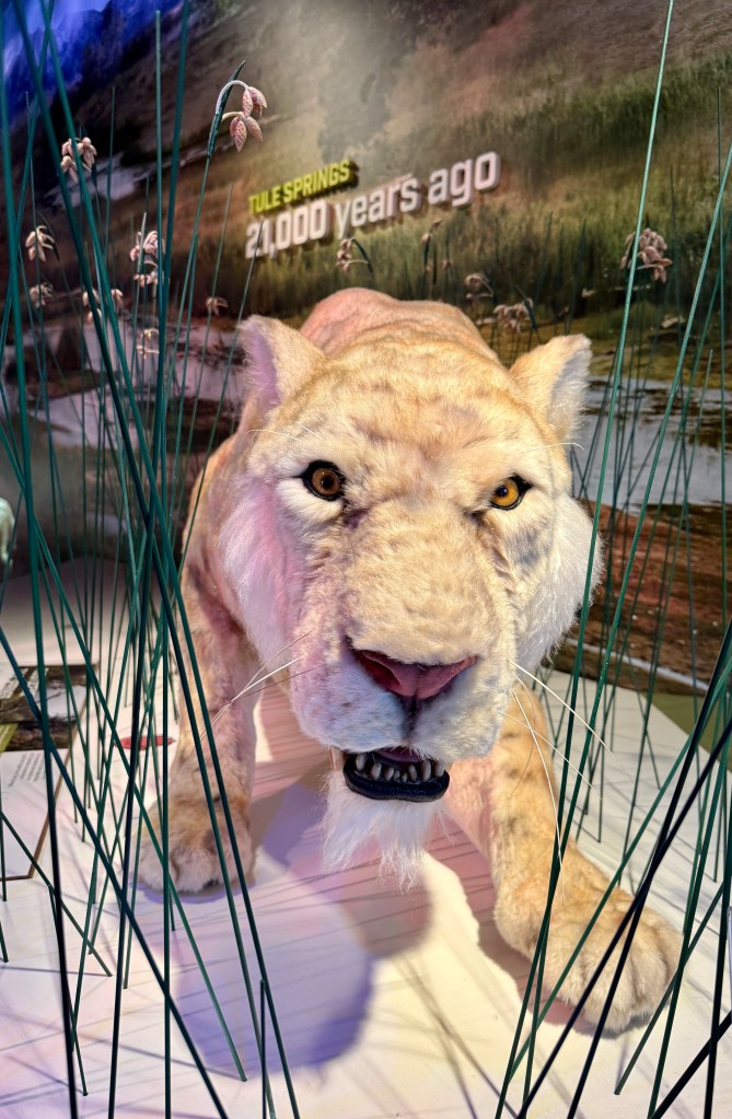 A lifelike depiction of a prehistoric saber-toothed cat, surrounded by tall grass, with a background that reads 'Tule Springs 21,000 years ago'.