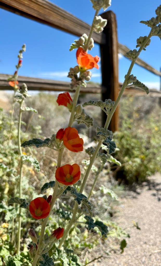 A close-up of a flowering plant with vibrant orange flowers and textured green leaves, set against a blurred background of a wooden fence and blue sky.