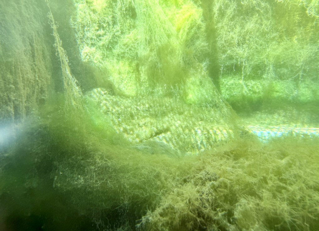 Underwater view showing green algae and aquatic plants in a murky environment.