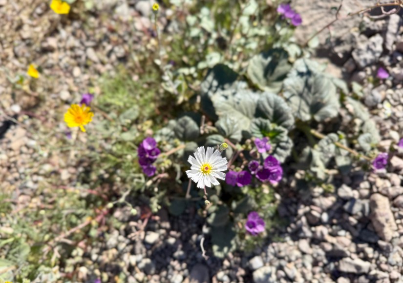 A cluster of wildflowers in a rocky terrain, featuring a central white flower with yellow petals, surrounded by purple and yellow flowers against green foliage.