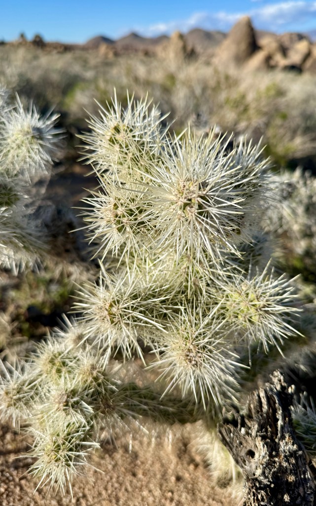Close-up of a spiky desert cactus with white bristles, set against a blurred background of rocky terrain and blue sky.