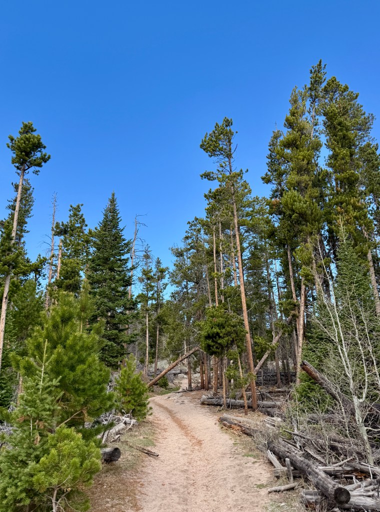 A sandy trail winding through a forest of tall pine trees under a clear blue sky.